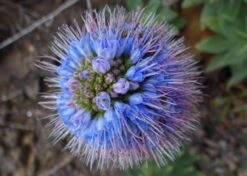 Kit De Culture - Vipérine De Madère - 100 Graines - Echium Fastuosa 13 Kit De Culture - Vipérine De Madère - 100 Graines - Echium Fastuosa -Emerald Soldes 64064122aaf647.33991819