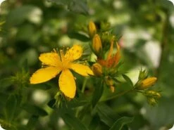 Kit De Culture - Millepertuis Perforé - 300 Graines - Hypericum Perforatum 7 Kit De Culture - Millepertuis Perforé - 300 Graines - Hypericum Perforatum -Emerald Soldes 64064130d076c2.07984889