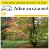 Kit De Culture - Arbre Au Caramel - 200 Graines - Cercidiphyllum Japonicum