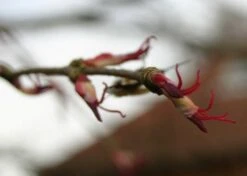 Kit De Culture - Arbre Au Caramel - 200 Graines - Cercidiphyllum Japonicum -Emerald Soldes 64064132b43652.18516611