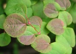 Kit De Culture - Arbre Au Caramel - 200 Graines - Cercidiphyllum Japonicum -Emerald Soldes 64064132b8b5b0.99715833