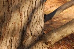 Kit De Culture - Arbre Au Caramel - 200 Graines - Cercidiphyllum Japonicum -Emerald Soldes 64064132bf1940.87270238