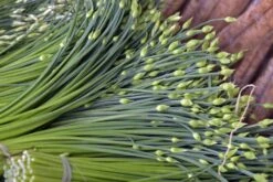 Kit De Culture - Bio - Ciboulette De Chine - 100 Graines - Allium Tuberosum -Emerald Soldes 6406414b167639.94224056