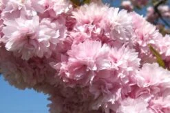 Kit De Culture - Cerisier Du Japon - 30 Graines - Prunus Serrulata 12 Kit De Culture - Cerisier Du Japon - 30 Graines - Prunus Serrulata -Emerald Soldes 640641574ab250.52700865