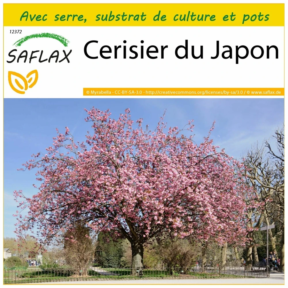 Kit De Culture - Cerisier Du Japon - 30 Graines - Prunus Serrulata 1 Kit De Culture - Cerisier Du Japon - 30 Graines - Prunus Serrulata