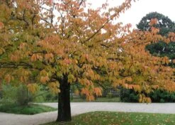 Kit De Culture - Cerisier Du Japon - 30 Graines - Prunus Serrulata 13 Kit De Culture - Cerisier Du Japon - 30 Graines - Prunus Serrulata -Emerald Soldes 640641575b4f81.13640687