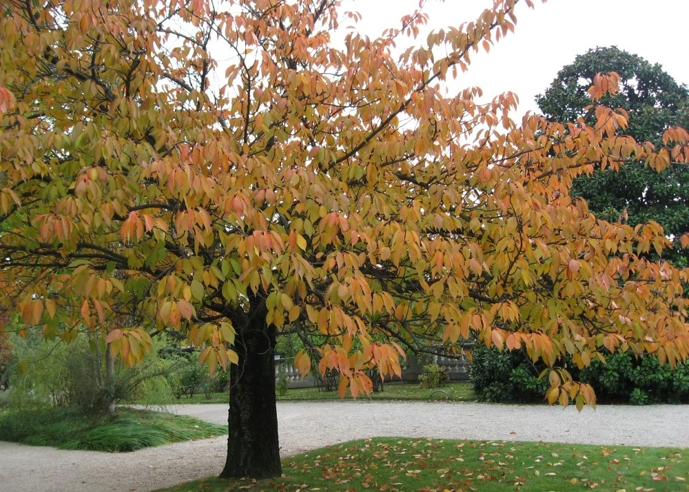Kit De Culture - Cerisier Du Japon - 30 Graines - Prunus Serrulata 7 Kit De Culture - Cerisier Du Japon - 30 Graines - Prunus Serrulata – Image 7