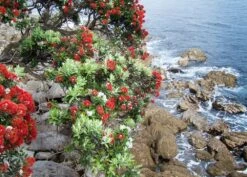 Kit De Culture - L'arbre De Noël De Nouvelle-zélande - 300 Graines - Metrosideros Excelsa 11 Kit De Culture - L'arbre De Noël De Nouvelle-zélande - 300 Graines - Metrosideros Excelsa -Emerald Soldes 6406415d283a93.44057268