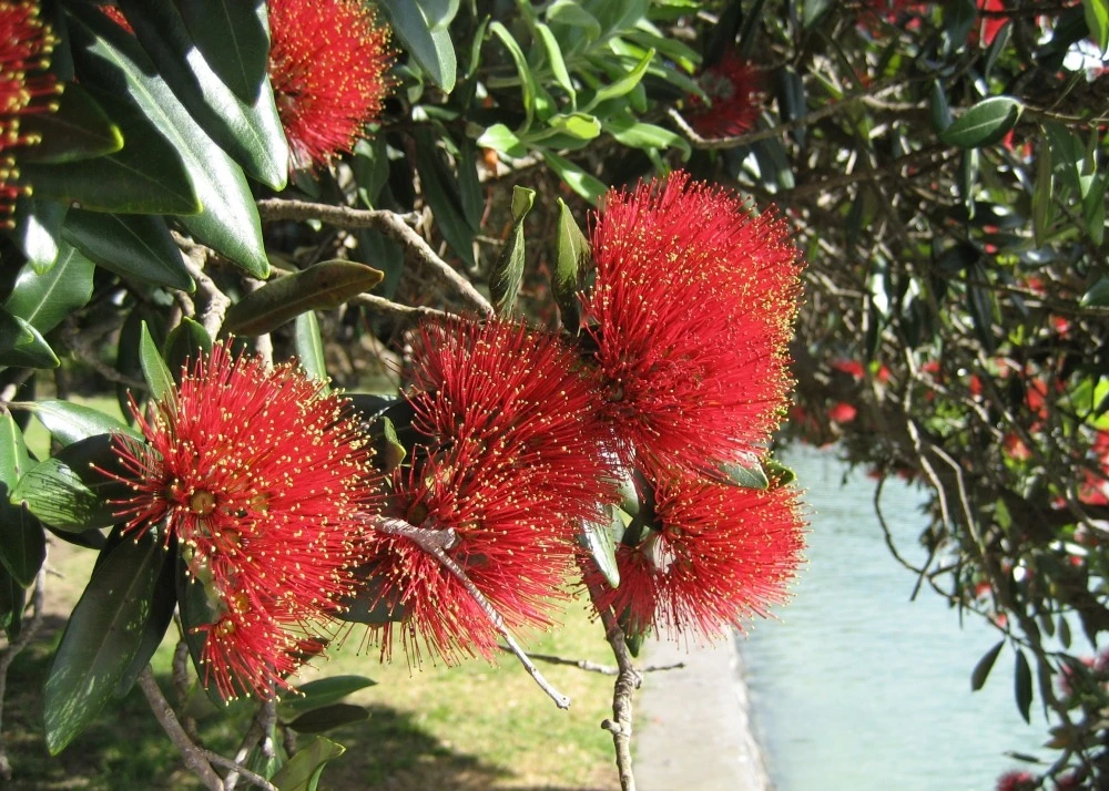 Kit De Culture - L'arbre De Noël De Nouvelle-zélande - 300 Graines - Metrosideros Excelsa 4 Kit De Culture - L'arbre De Noël De Nouvelle-zélande - 300 Graines - Metrosideros Excelsa – Image 4
