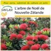 Kit De Culture - L'arbre De Noël De Nouvelle-zélande - 300 Graines - Metrosideros Excelsa