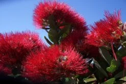 Kit De Culture - L'arbre De Noël De Nouvelle-zélande - 300 Graines - Metrosideros Excelsa 12 Kit De Culture - L'arbre De Noël De Nouvelle-zélande - 300 Graines - Metrosideros Excelsa -Emerald Soldes 6406415d3f3842.61166487