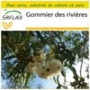 Kit De Culture - Gommier Des Rivières - 200 Graines - Eucalyptus Camaldulensis