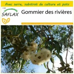 Kit De Culture - Gommier Des Rivières - 200 Graines - Eucalyptus Camaldulensis