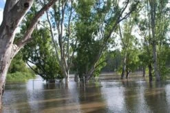 Kit De Culture - Gommier Des Rivières - 200 Graines - Eucalyptus Camaldulensis 13 Kit De Culture - Gommier Des Rivières - 200 Graines - Eucalyptus Camaldulensis -Emerald Soldes 64064161619477.71494550