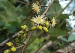 Kit De Culture - Gommier Des Rivières - 200 Graines - Eucalyptus Camaldulensis 10 Kit De Culture - Gommier Des Rivières - 200 Graines - Eucalyptus Camaldulensis -Emerald Soldes 640641616b73c7.64330813