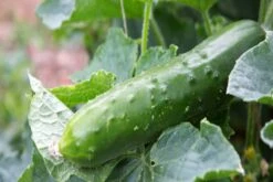 Kit De Culture - Bio - Concombre - Marketmore - 20 Graines - Cucumis Sativus -Emerald Soldes 64064169648772.30261151