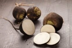 Kit De Culture - Bio - Radis - Noir - 100 Graines - Raphanus Sativus -Emerald Soldes 64064173d81689.02005216