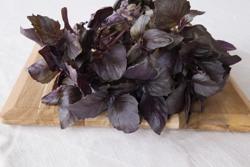 Kit De Culture - Bio - Basilic - Pourpre - 400 Graines - Ocimum Basilicum 5 Kit De Culture - Bio - Basilic - Pourpre - 400 Graines - Ocimum Basilicum – Image 5