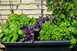 Kit De Culture - Bio - Basilic - Pourpre - 400 Graines - Ocimum Basilicum 13 Kit De Culture - Bio - Basilic - Pourpre - 400 Graines - Ocimum Basilicum -Emerald Soldes 64064177a2a743.82127774