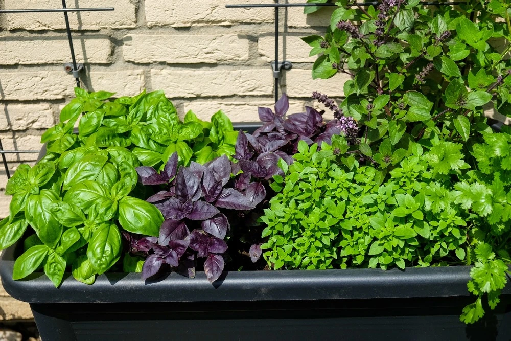 Kit De Culture - Bio - Basilic - Pourpre - 400 Graines - Ocimum Basilicum 7 Kit De Culture - Bio - Basilic - Pourpre - 400 Graines - Ocimum Basilicum – Image 7