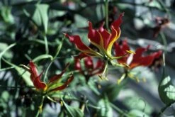 Kit De Culture - Lis De Malabar - 15 Graines - Gloriosa Rothschildiana -Emerald Soldes 64064179340333.58024990