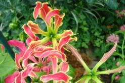 Kit De Culture - Lis De Malabar - 15 Graines - Gloriosa Rothschildiana -Emerald Soldes 640641793eacd3.10311548