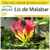 Kit De Culture - Lis De Malabar - 15 Graines - Gloriosa Rothschildiana