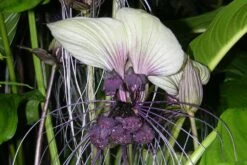 Kit De Culture - Plante Chauve-souris Blanche - 10 Graines - Tacca Integrifolia -Emerald Soldes 6406417d5508f9.96415960
