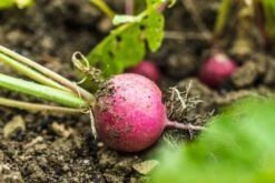 Kit De Culture - Bio - Radis - Cherry Bell - 100 Graines - Raphanus Sativus 11 Kit De Culture - Bio - Radis - Cherry Bell - 100 Graines - Raphanus Sativus -Emerald Soldes 640641a6420921.87770760