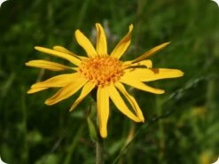 Kit De Culture - Arnica Des Montagnes - 40 Graines - Arnica Montana -Emerald Soldes 640641a8f3e957.44733188