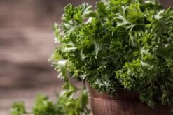 Kit De Culture - Bio - Persil Frisé - 800 Graines - Petroselinum Crispum -Emerald Soldes 640641ae84ab86.75027248