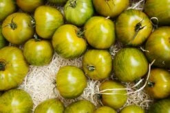 Kit De Culture - Bio - Tomate - Verte Zébrée - 10 Graines - Solanum Lycopersicum -Emerald Soldes 640641b048ed84.03400656