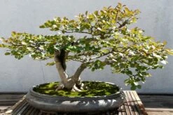 Kit De Culture - Myrte Commun - 30 Graines - Myrtus Communis -Emerald Soldes 640641b37af733.30049485