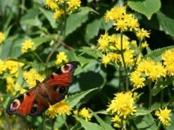 Kit De Culture - Solidage Verge D'or - 100 Graines - Solidago Virgaurea -Emerald Soldes 640641b4c90c32.39776300