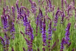 Kit De Culture - Bio - Sauge - 60 Graines - Salvia Officinalis -Emerald Soldes 640641bf438086.74821203