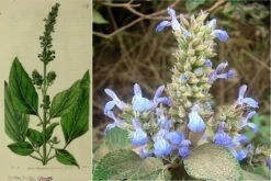 Kit De Culture - Chia - 500 Graines - Salvia Hispanica -Emerald Soldes 640641c579de98.62891474