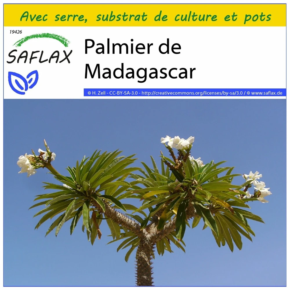 Kit De Culture - Palmier De Madagascar - 10 Graines - Pachypodium Lamerei 1 Kit De Culture - Palmier De Madagascar - 10 Graines - Pachypodium Lamerei