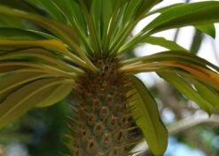 Kit De Culture - Palmier De Madagascar - 10 Graines - Pachypodium Lamerei 13 Kit De Culture - Palmier De Madagascar - 10 Graines - Pachypodium Lamerei -Emerald Soldes 640641c7226726.92813528