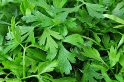 Kit De Culture - Bio - Cerfeuil Commun - 800 Graines - Anthriscus Cerefolium -Emerald Soldes 640641c887fe75.85740285