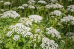 Kit De Culture - Bio - Cerfeuil Commun - 800 Graines - Anthriscus Cerefolium -Emerald Soldes 640641c8a30cc8.62953997