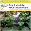 Kit De Culture - Géant Népalais - Fleur Chauve-souris - 10 Graines - Tacca Nevia White