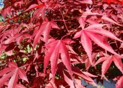 Kit De Culture - Erable Du Japon Pourpre - 20 Graines - Acer Palmatum Atropurpureum 12 Kit De Culture - Erable Du Japon Pourpre - 20 Graines - Acer Palmatum Atropurpureum -Emerald Soldes 640641d81e91c2.05775496