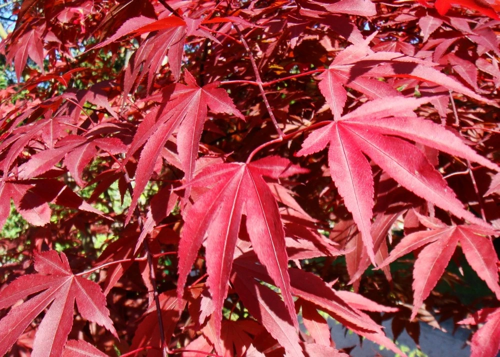 Kit De Culture - Erable Du Japon Pourpre - 20 Graines - Acer Palmatum Atropurpureum 6 Kit De Culture - Erable Du Japon Pourpre - 20 Graines - Acer Palmatum Atropurpureum – Image 6