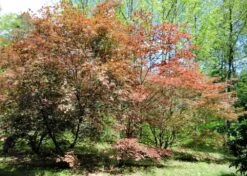 Kit De Culture - Erable Du Japon Pourpre - 20 Graines - Acer Palmatum Atropurpureum 13 Kit De Culture - Erable Du Japon Pourpre - 20 Graines - Acer Palmatum Atropurpureum -Emerald Soldes 640641d82dff97.81256788