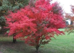 Kit De Culture - Erable Du Japon Pourpre - 20 Graines - Acer Palmatum Atropurpureum 10 Kit De Culture - Erable Du Japon Pourpre - 20 Graines - Acer Palmatum Atropurpureum -Emerald Soldes 640641d832b125.23226283