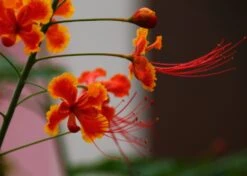 Kit De Culture - Orgueil De Chine - 10 Graines - Caesalpinia Pulcherrima -Emerald Soldes 640641f1222758.42542490