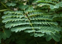 Kit De Culture - Orgueil De Chine - 10 Graines - Caesalpinia Pulcherrima -Emerald Soldes 640641f12730a7.73038490