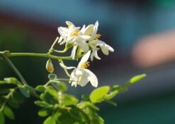 Kit De Culture - Moringa - 10 Graines - Moringa Oleifera -Emerald Soldes 640641f4547a73.61153088