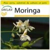 Kit De Culture - Moringa - 10 Graines - Moringa Oleifera