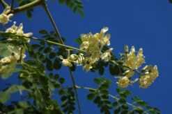 Kit De Culture - Moringa - 10 Graines - Moringa Oleifera -Emerald Soldes 640641f45e0099.40617785